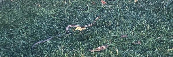 Garter snake in grass